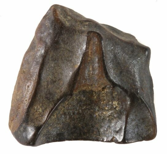 Triceratops Shed Tooth - Montana #41253